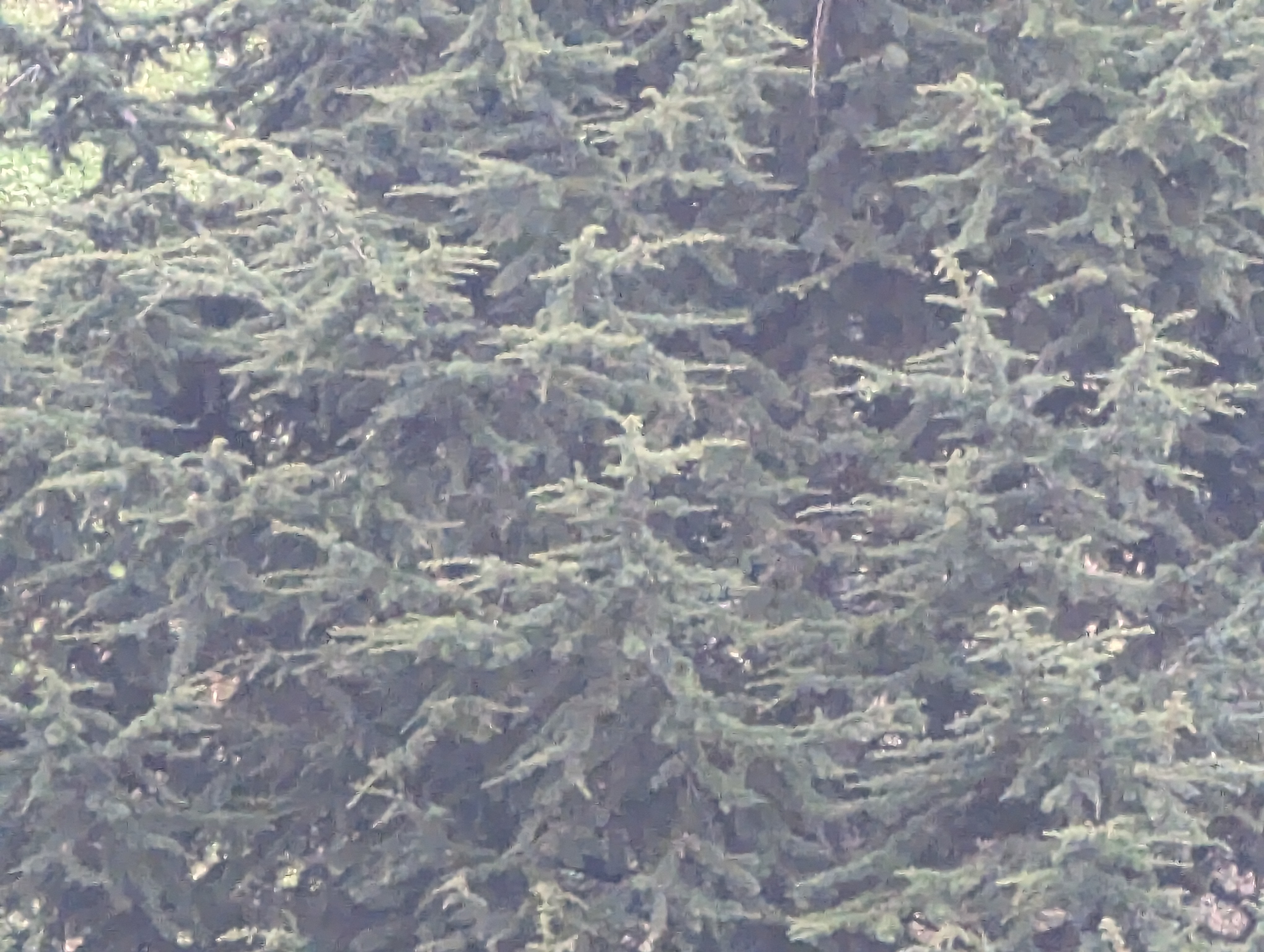 02 ZOOM 30X GOOGLE PIXEL 7 PRO