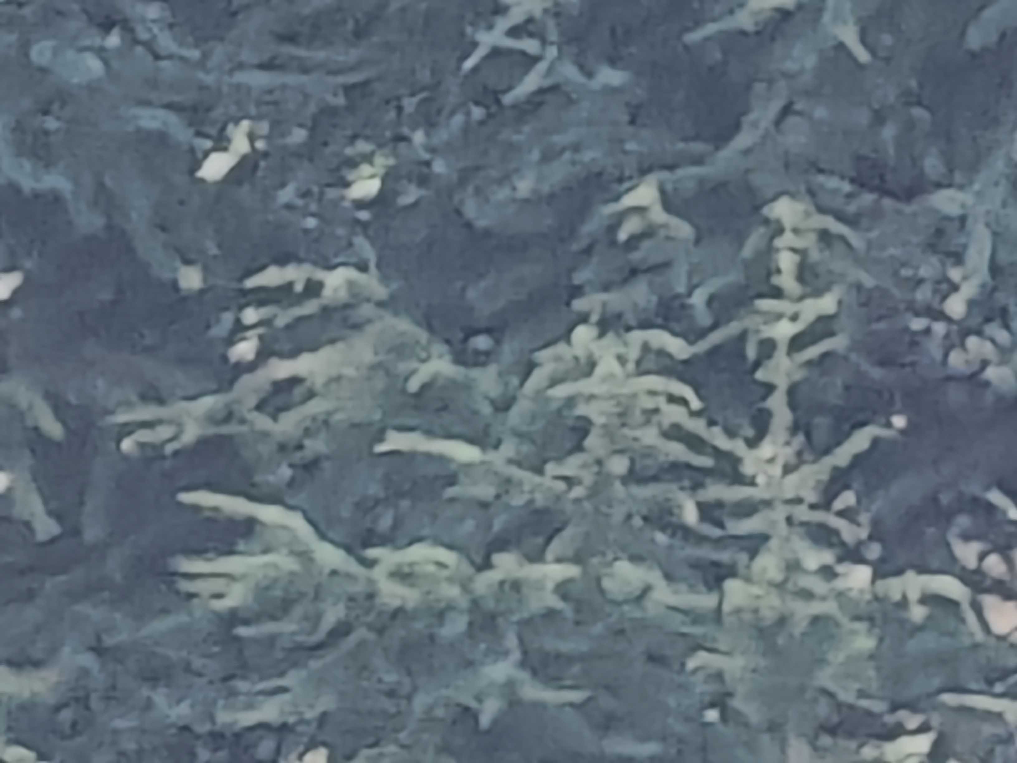 16 ZOOM 60X VIVO X80 PRO