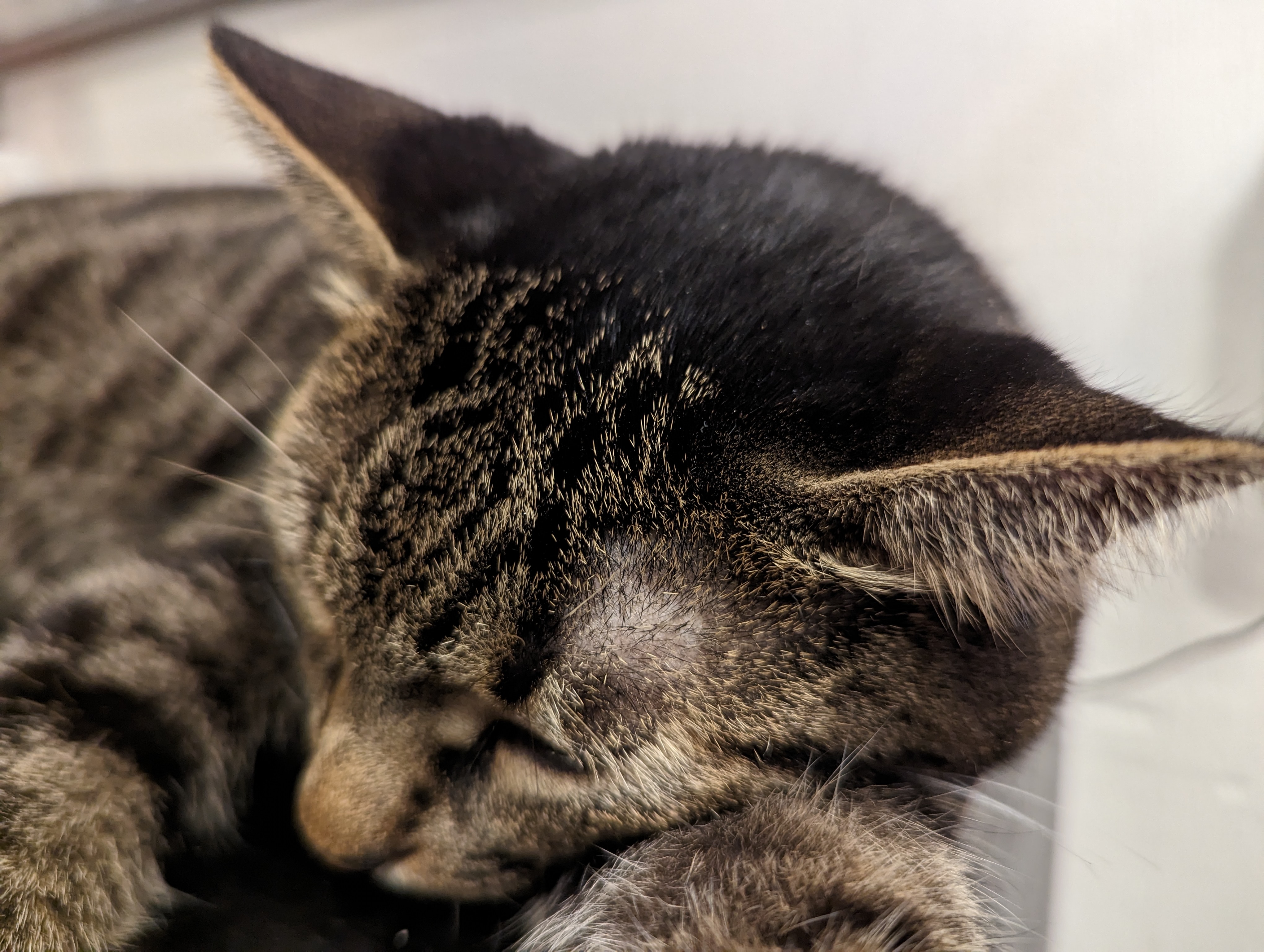 GATTO GOOGLE PIXEL 7 PRO