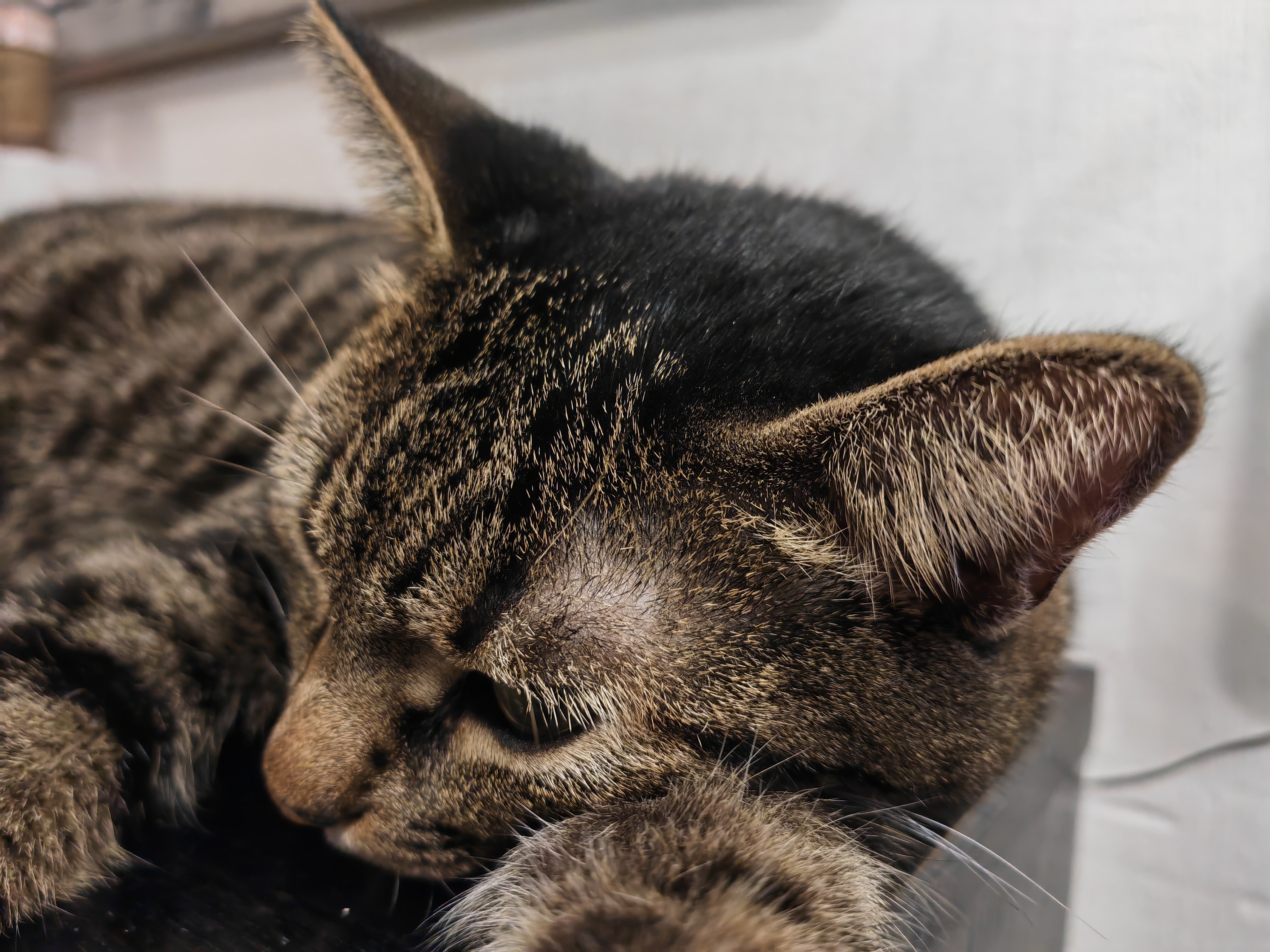 GATTO HONOR MAGIC 4 PRO