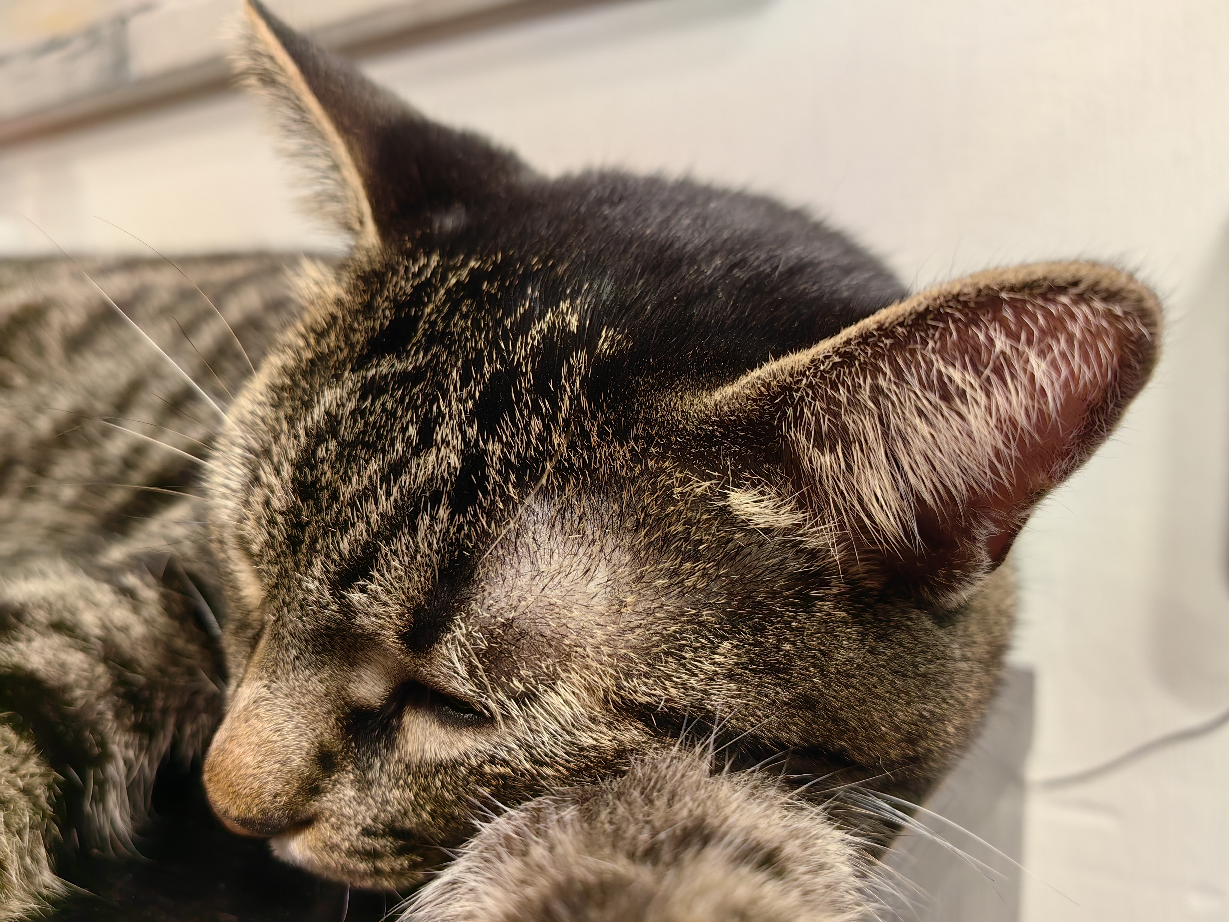 GATTO HUAWEI MATE 50 PRO