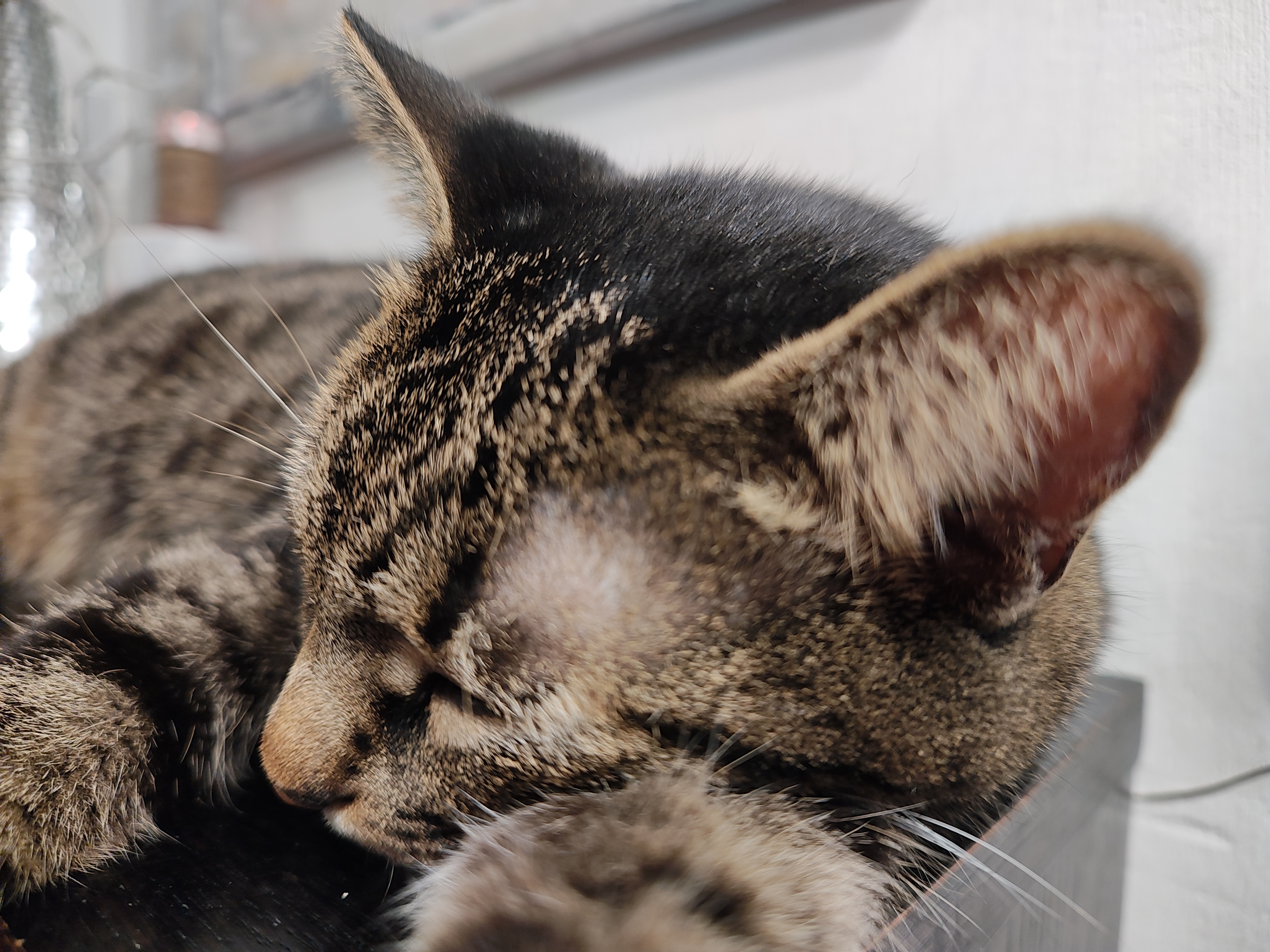 GATTO MOTOROLA EDGE 30 ULTRA