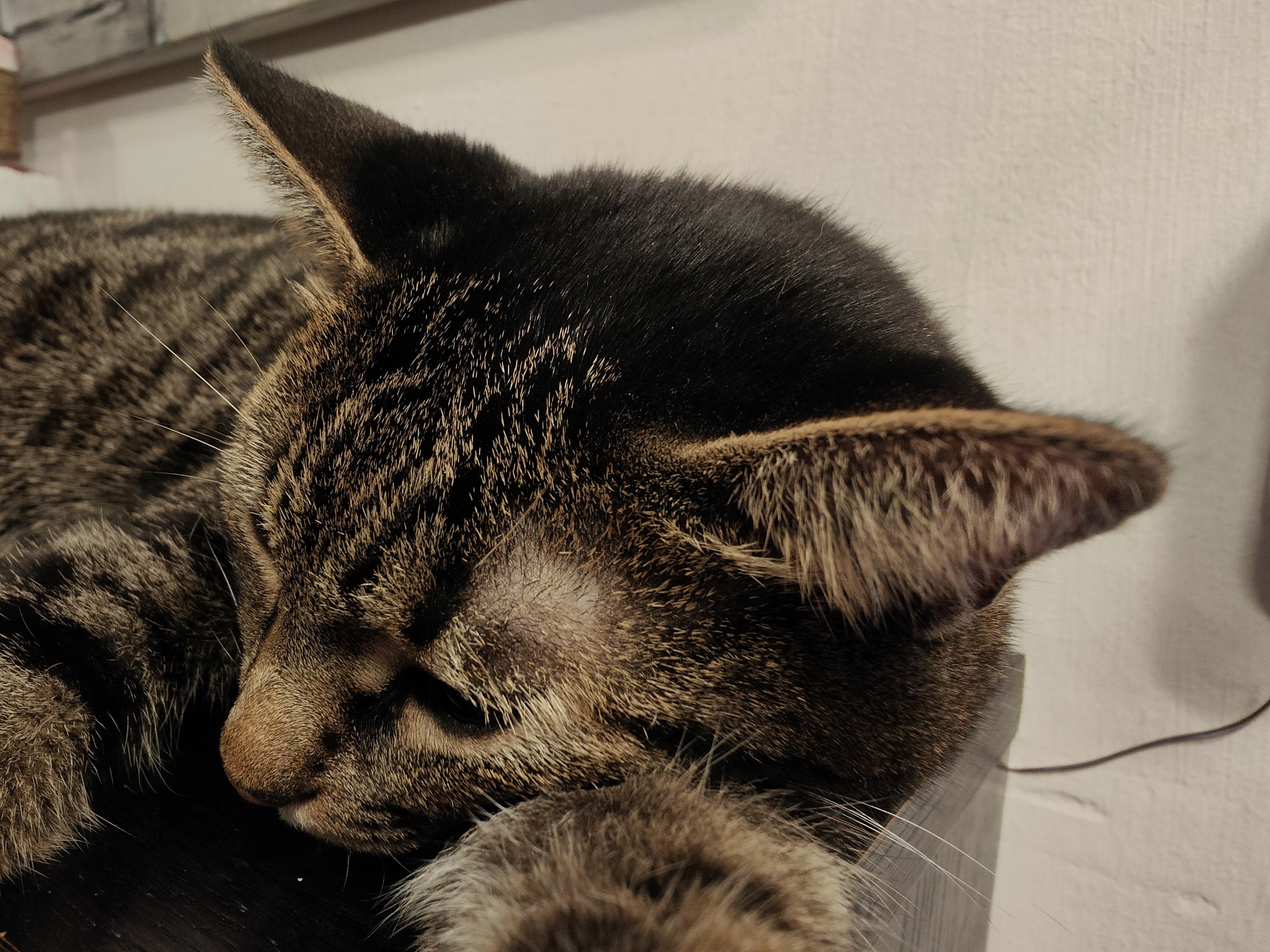 GATTO OPPO FIND X5 PRO