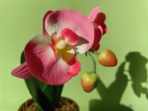 FIORE HUAWEI P60 PRO